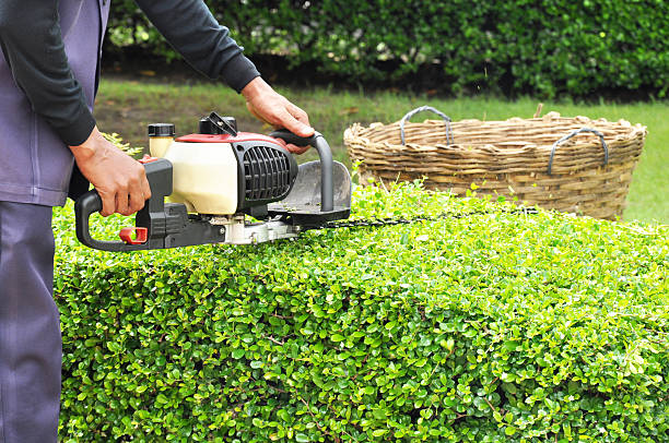 Shrub and Hedge Trimming