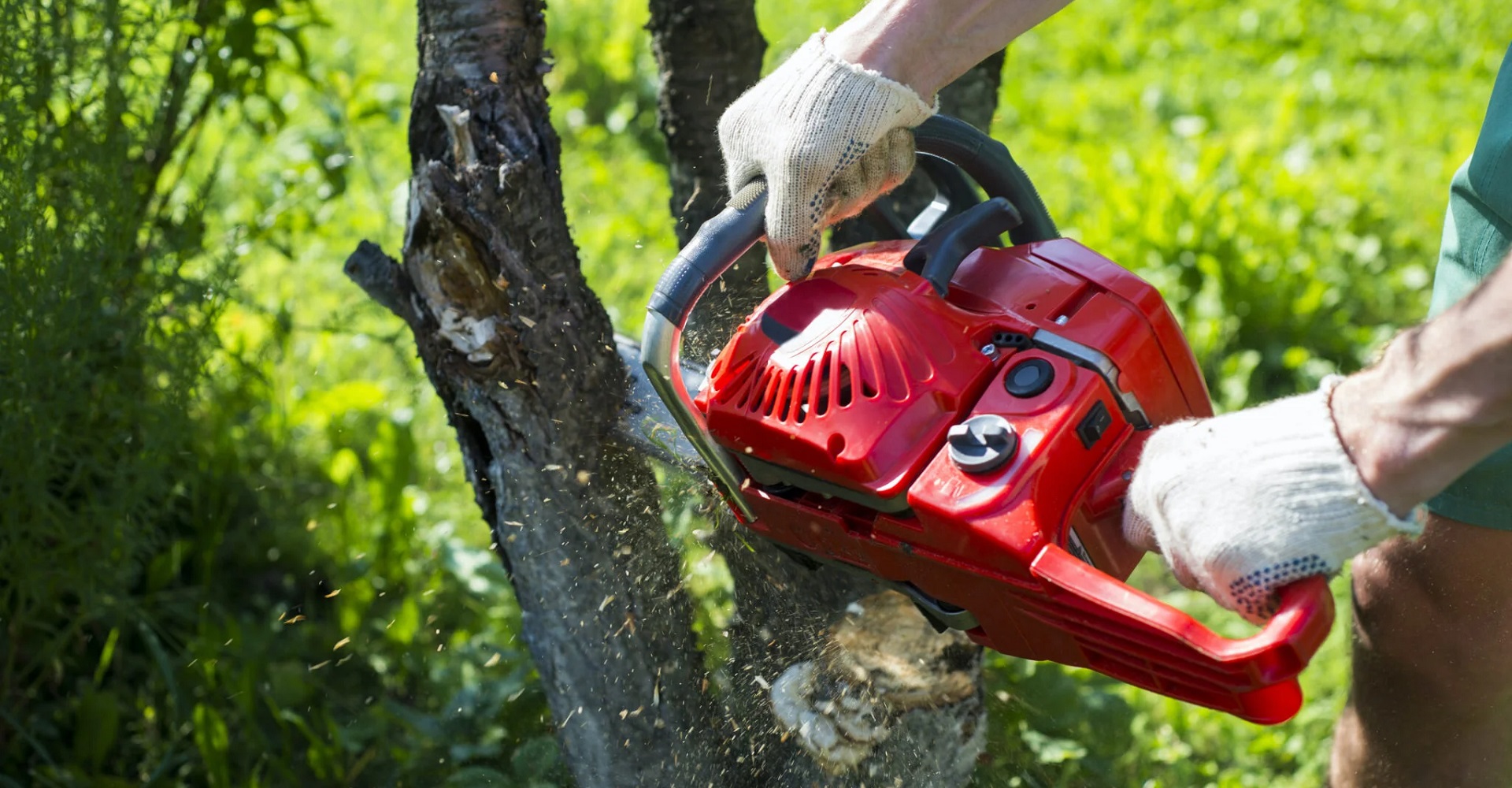 Tree Removal