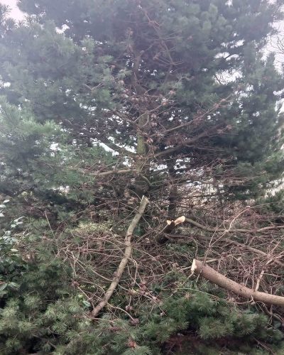 Before Tree Removal