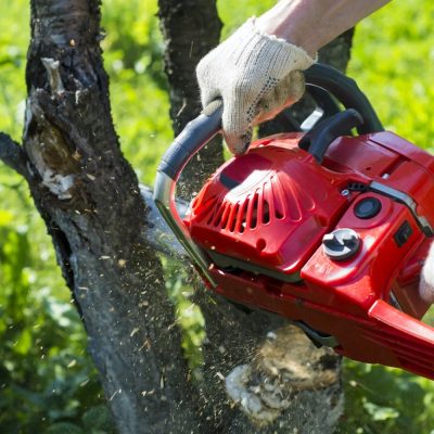 Tree Removal