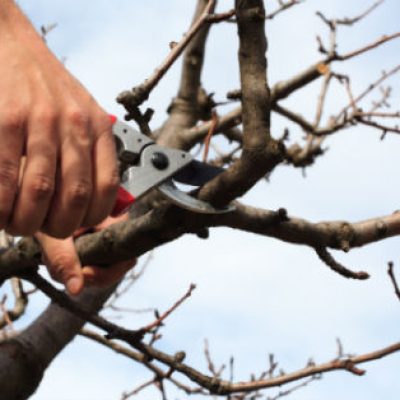 Tree Trimming